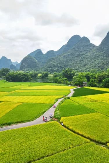 A path through the ripening rice fields below the Yangshuo peaks