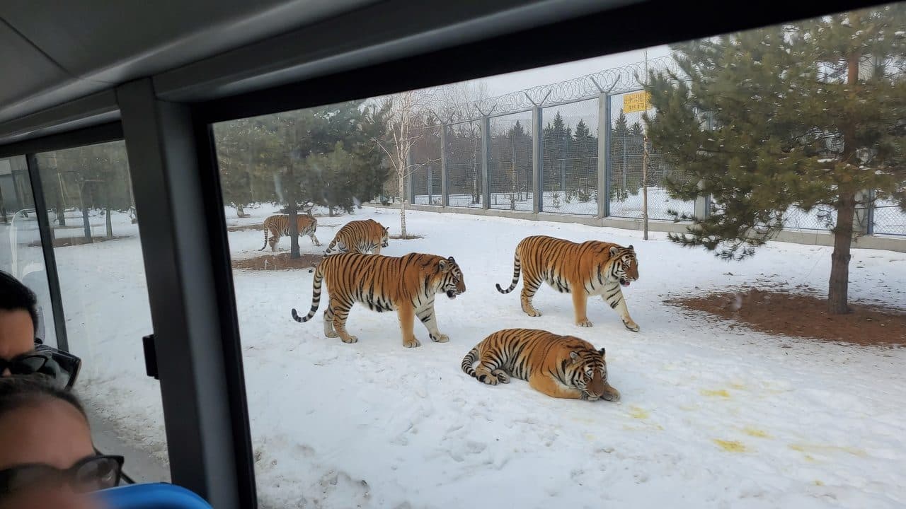 Siberian tigers in the snow at the Harbin tiger park