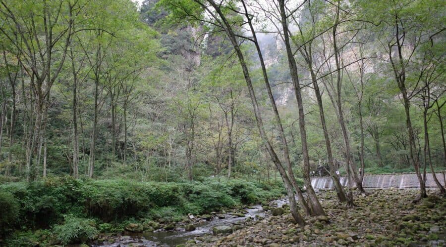 Golden Whip Stream through the Wulingyuan reserve