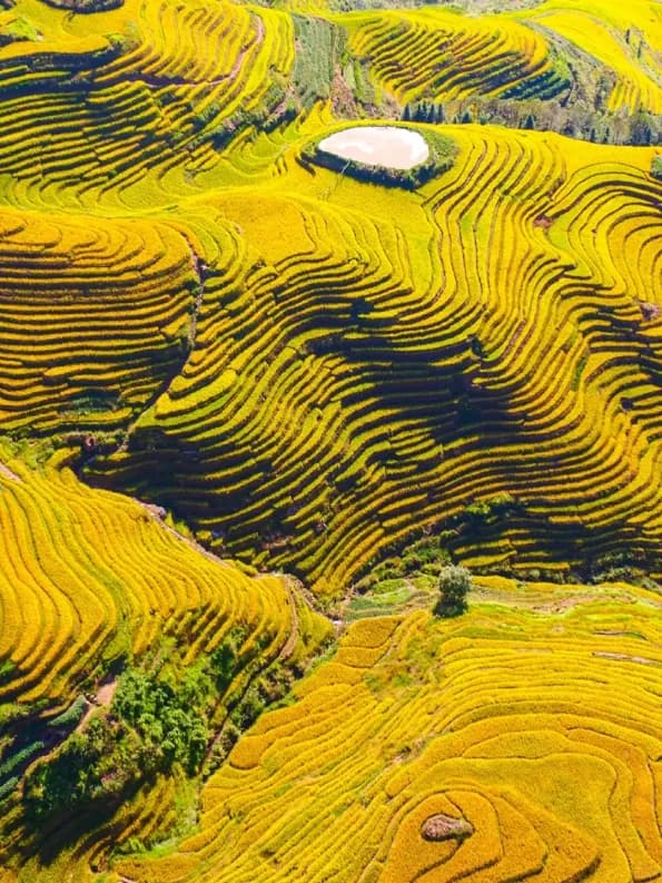 The Longji terraces turning gold before the harvest