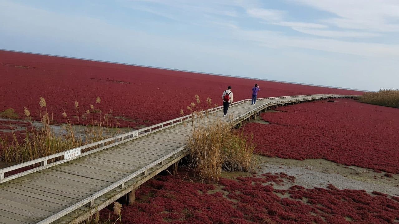 Boardwalk running out across the crimson Suaeda salsa flats at Panjin
